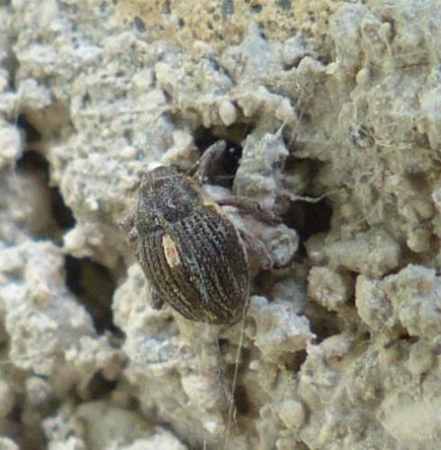 Rhinoncus sp.